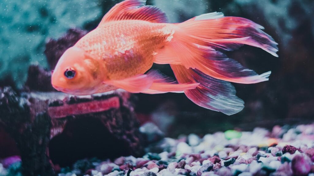Betta Fish Tank Setup 101: Tank Volume, Filter Currents, Temperature Control, and Live Plants Betta Fish Tank Setup