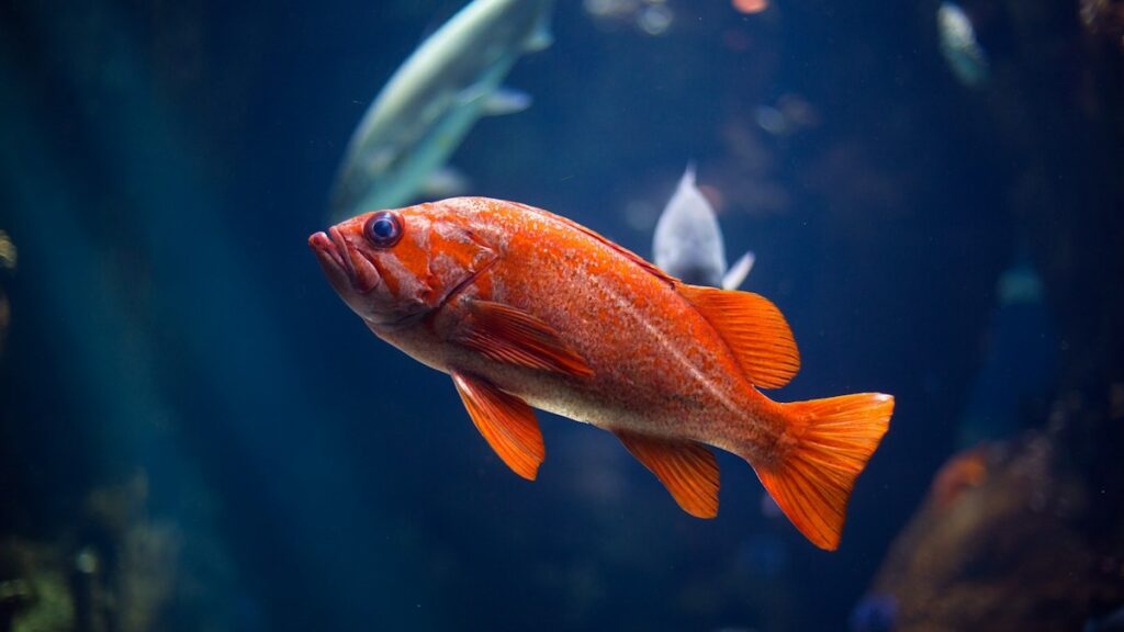 betta fish water parameters