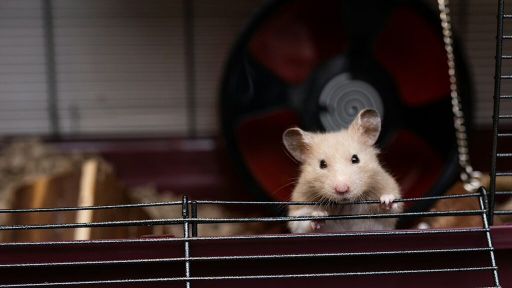 The Complete Syrian and Dwarf Hamster Habitat Guide: Minimum Cage Dimensions, Bedding Depth, and Wheel Sizing Complete Syrian and Dwarf Hamster Habitat Guide