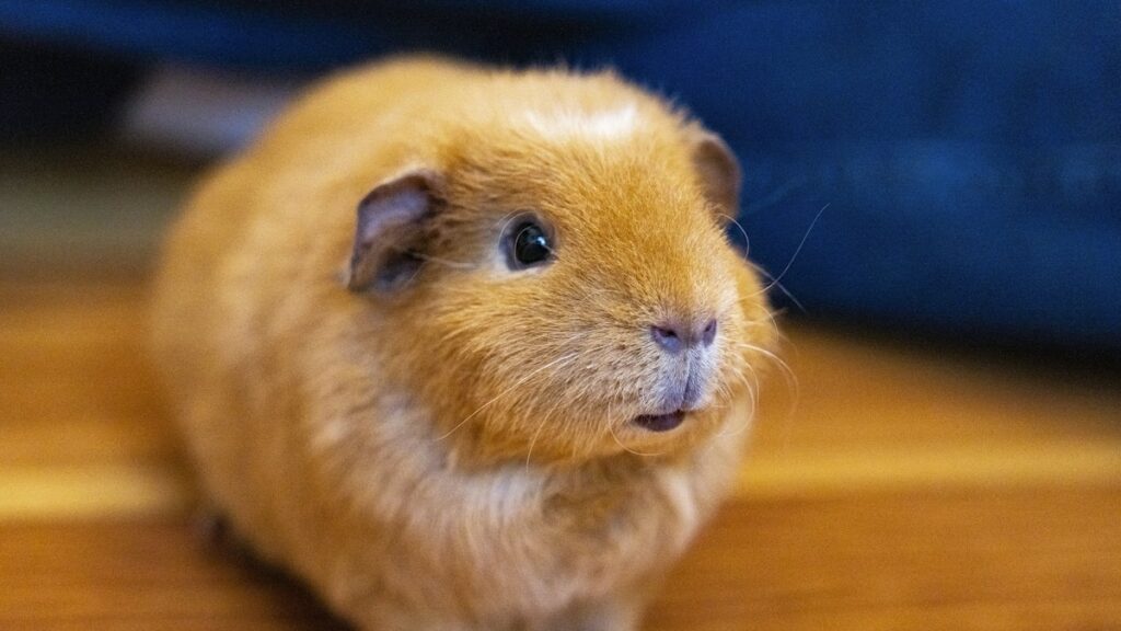 diy c and c guinea pig cages
