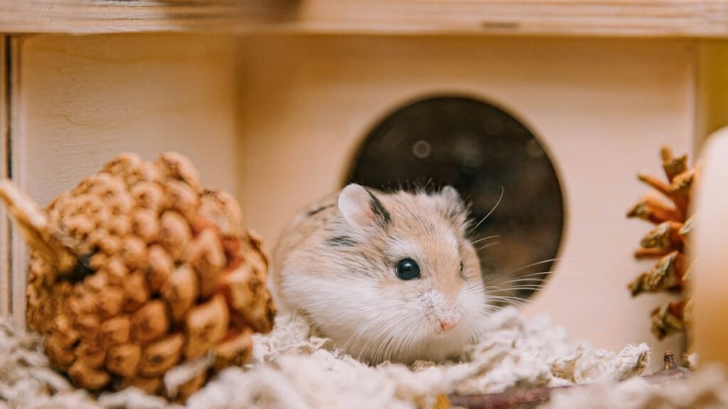 DIY Naturalistic Hamster Enclosures