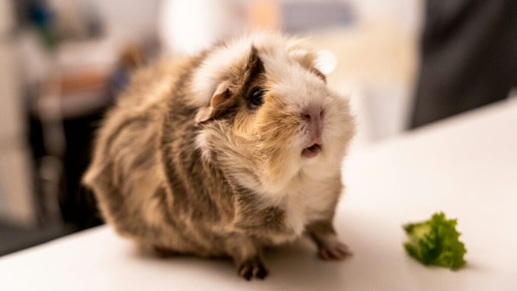 Guinea Pig Bonding Protocols: Neutral Territory Introductions, Dominance Rumblestrutting, and Blood Rule guinea pig bonding protocols