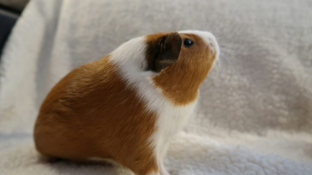Guinea Pig Timothy Hay Grading: First Cut vs Second Cut vs Third Cut Fiber Content guinea pig timothy hay grading
