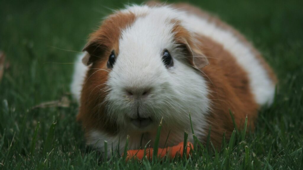 guinea pig vitamin c requirements