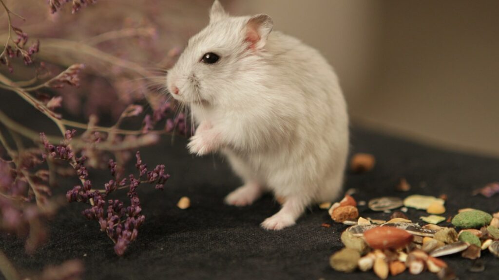 Hamster Burrowing Substrates: Aspen Shavings, Paper Pulp, and Burrow Density Testing hamster burrowing substrates