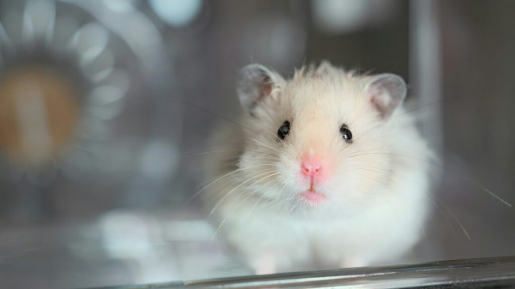Hamster Sand Baths