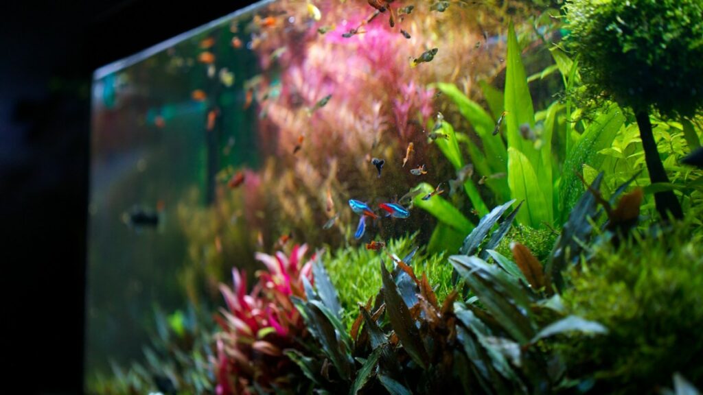 Live Aquarium Plants for Bettas