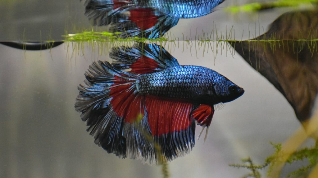 live plants betta tanks