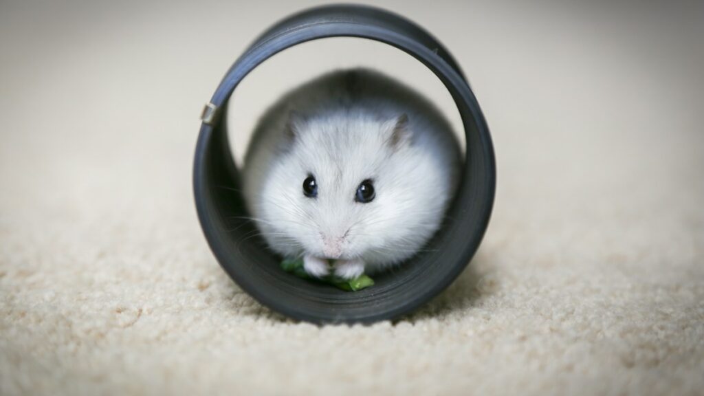 Roborovski Hamster Social Dynamics: Pair Housing Risks and Territorial Separation Protocols roborovski hamster social dynamics