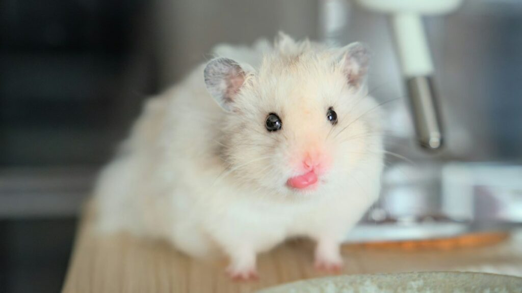 Safe Sand Baths for Dwarf Hamsters: Calcium-Free Sand, Depth, and Scented Dust Dangers sand baths dwarf hamsters
