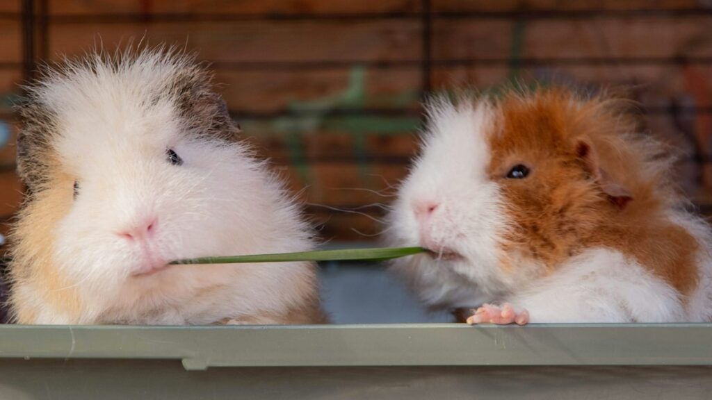 Safe vs Toxic Woods for Hamsters