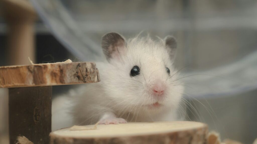 Safe Wood Chews for Small Rodents: Apple Orchard Branches, Kiln-Dried Pine, and Toxicity safe wood chews small rodents