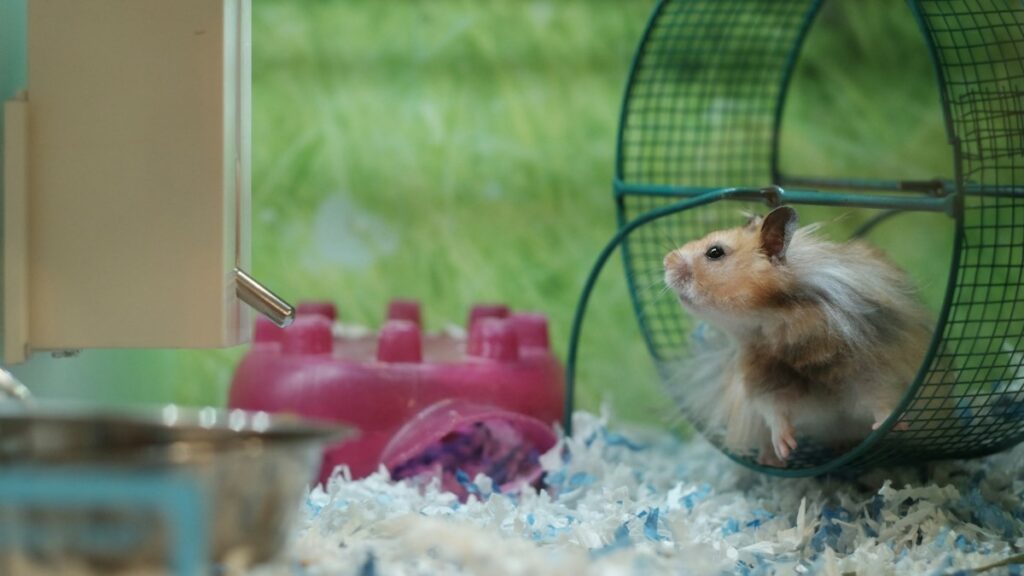 syrian hamster cage size