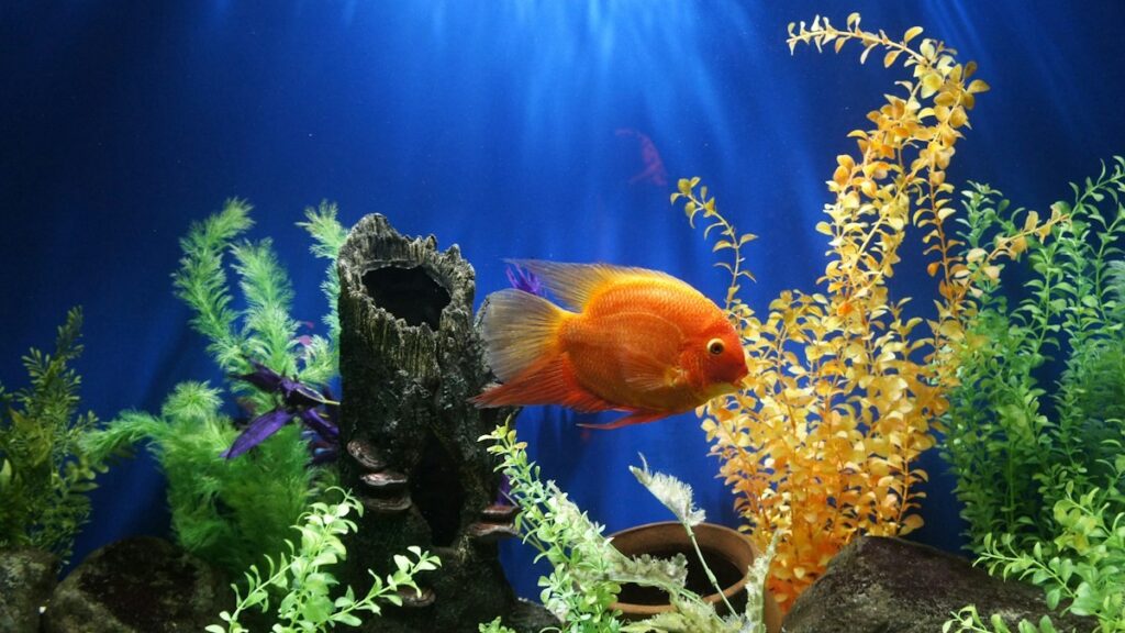 Treating Fin Rot in Betta Fish: Pristine Water Quarantine, Salt Baths, and Anti-Bacterials treating fin rot betta fish