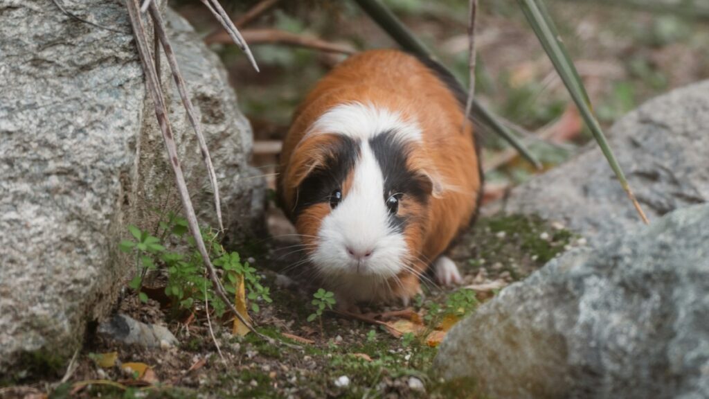 Understanding Guinea Pig Vocalizations