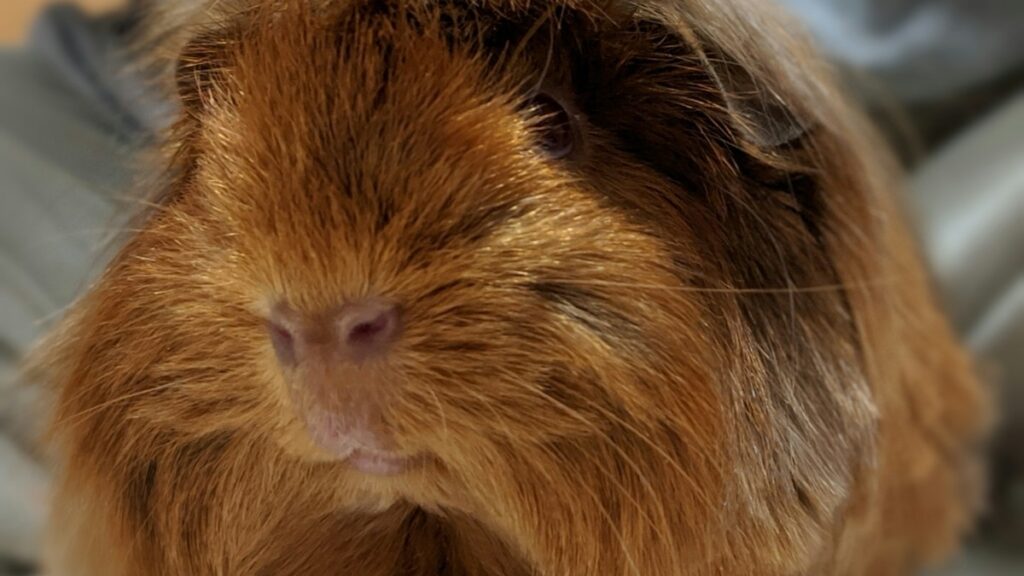 Vitamin C Deficiencies in Guinea Pigs