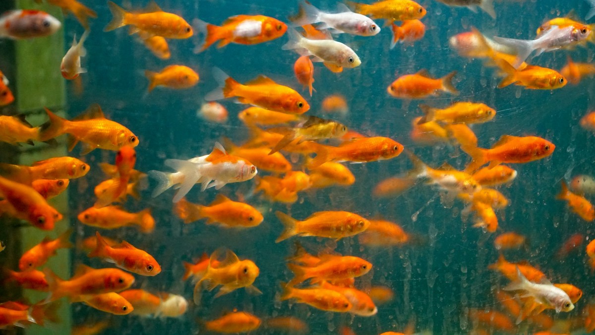 Betta Fish Tank Setup - Detailed step-by-step practical implementation overview