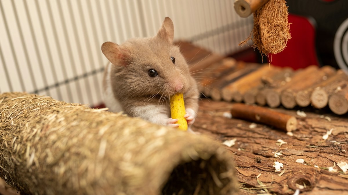 Complete Syrian and Dwarf Hamster Habitat Guide - Detailed step-by-step practical implementation overview