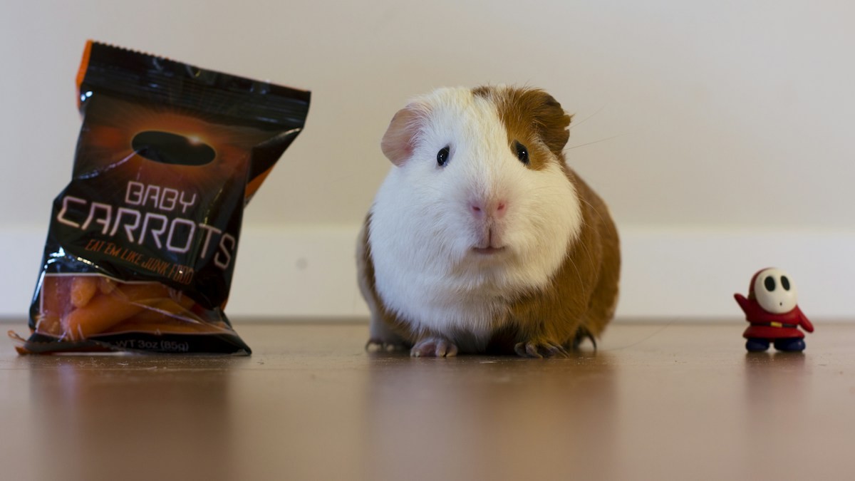 diy c and c guinea pig cages - Detailed step-by-step practical implementation overview