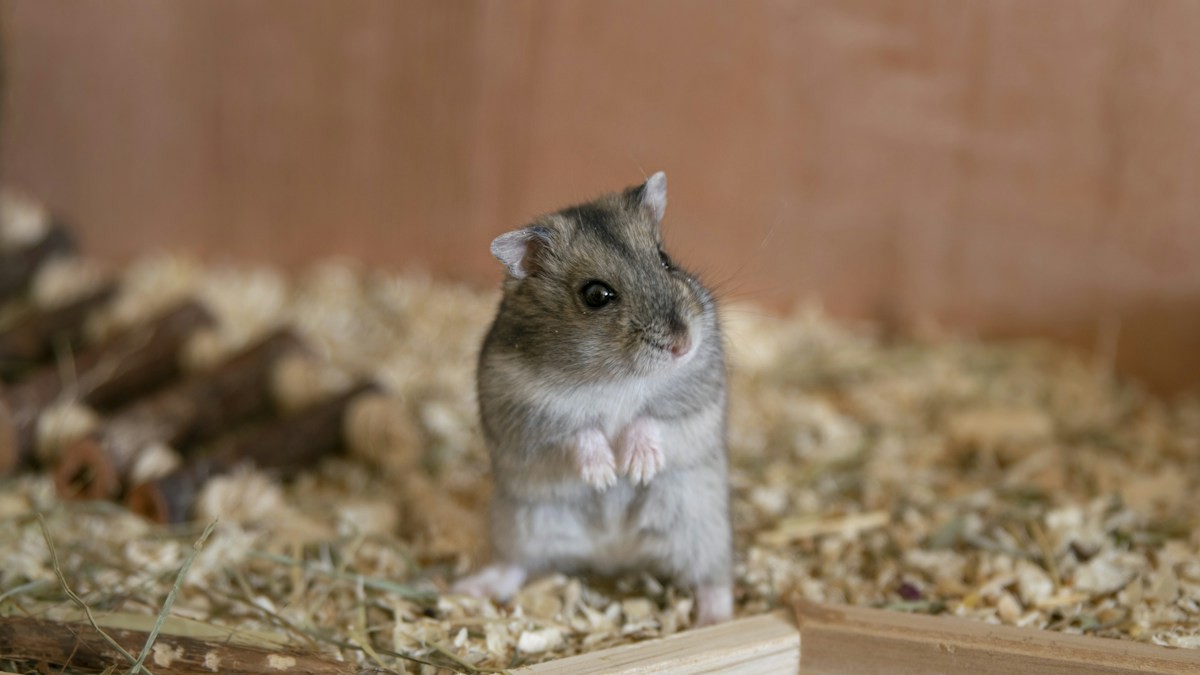 DIY Naturalistic Hamster Enclosures - Detailed step-by-step practical implementation overview