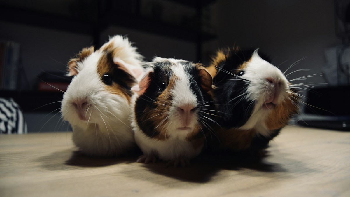 guinea pig bonding protocols - Detailed step-by-step practical implementation overview