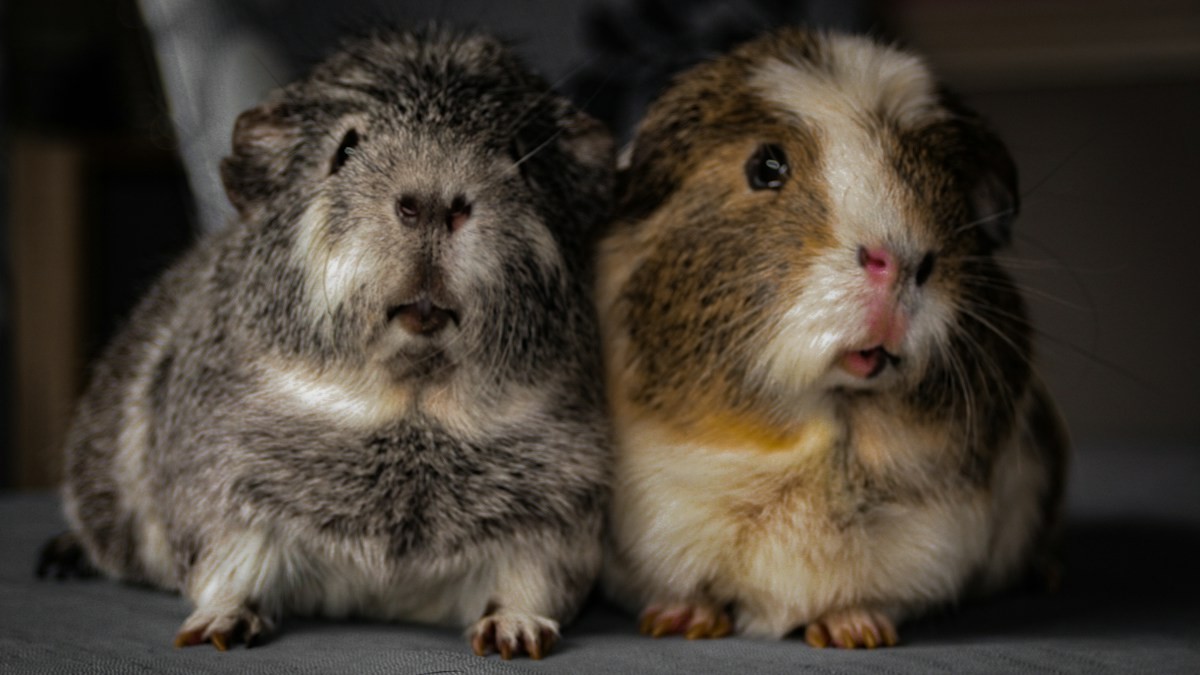 guinea pig timothy hay grading - Detailed step-by-step practical implementation overview