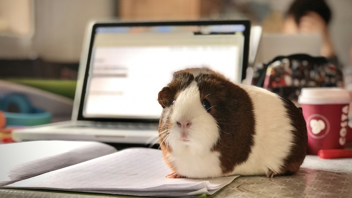guinea pig vitamin c requirements - Detailed step-by-step practical implementation overview