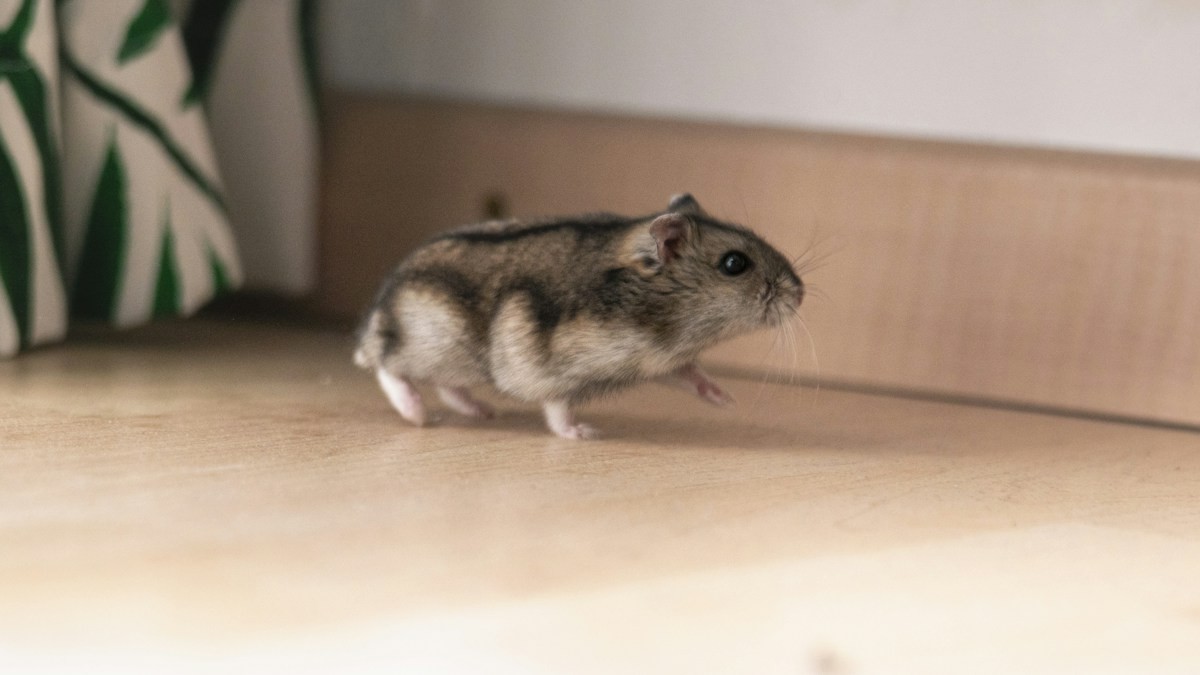 hamster burrowing substrates - Detailed step-by-step practical implementation overview