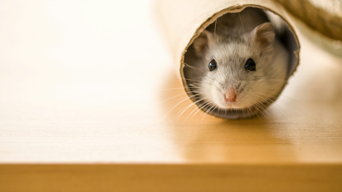 Hamster Sand Baths - Detailed step-by-step practical implementation overview