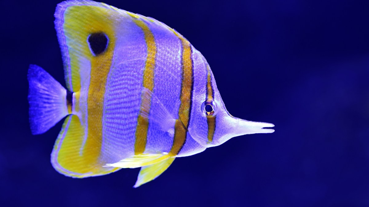 Live Aquarium Plants for Bettas - Detailed step-by-step practical implementation overview