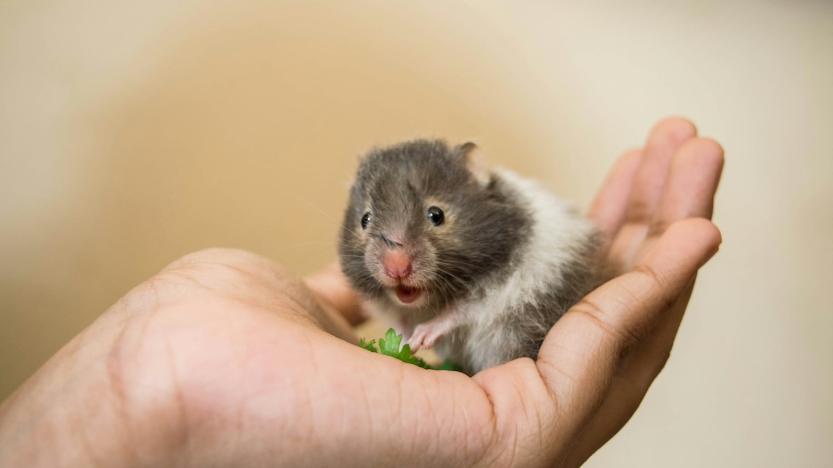 roborovski hamster social dynamics - Detailed step-by-step practical implementation overview