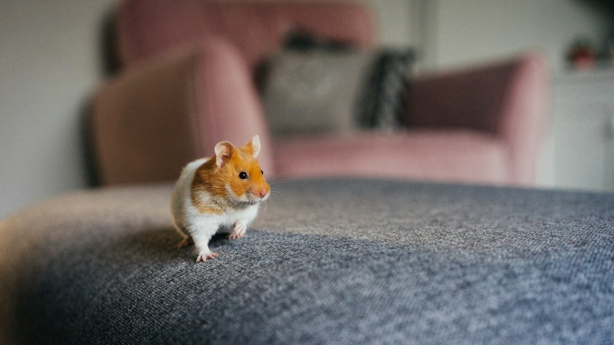 sand baths dwarf hamsters - Detailed step-by-step practical implementation overview