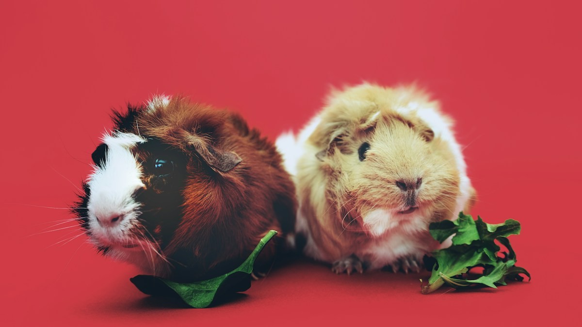 Safe vs Toxic Woods for Hamsters - Detailed step-by-step practical implementation overview