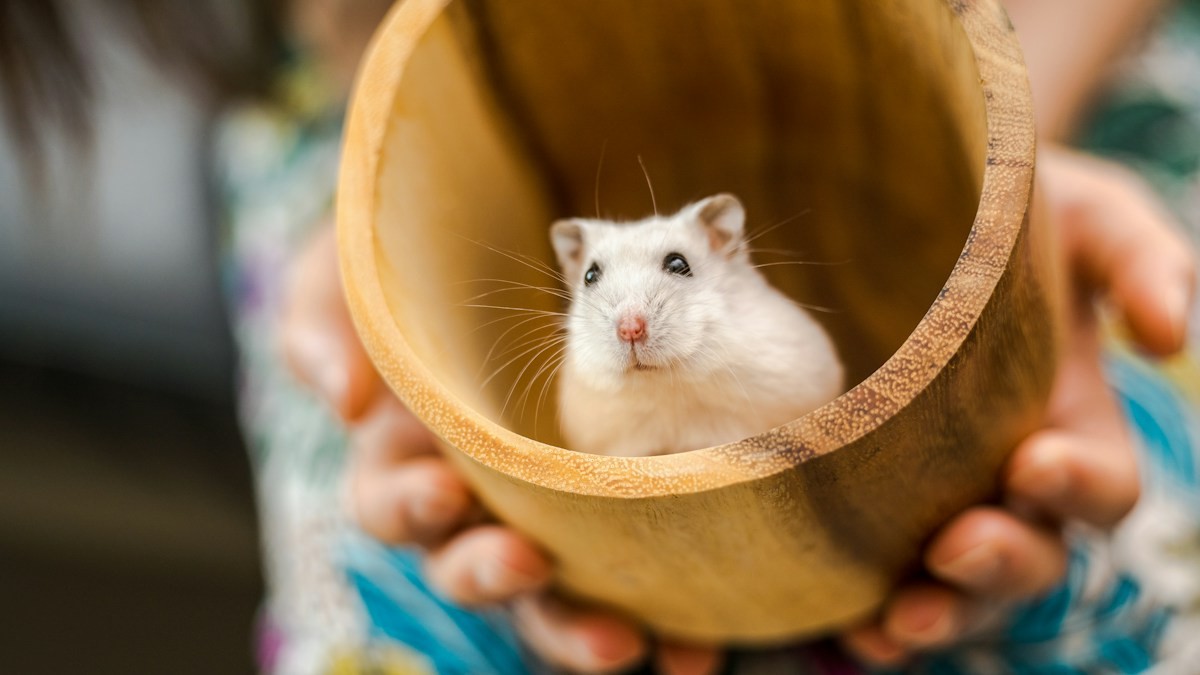 safe wood chews small rodents - Detailed step-by-step practical implementation overview