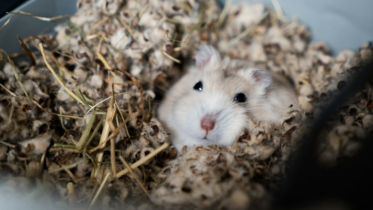 syrian hamster cage size - Detailed step-by-step practical implementation overview