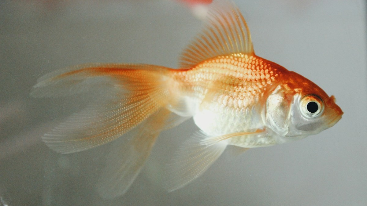treating fin rot betta fish - Detailed step-by-step practical implementation overview