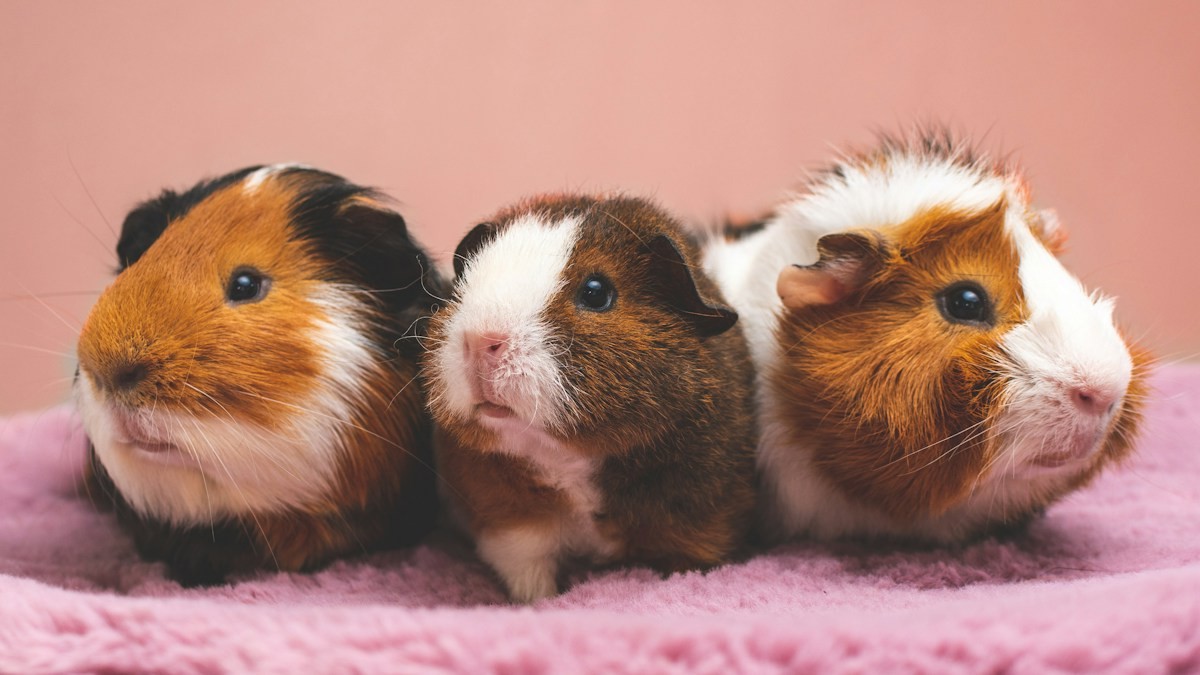 Ultimate Guinea Pig Diet Guide - Detailed step-by-step practical implementation overview