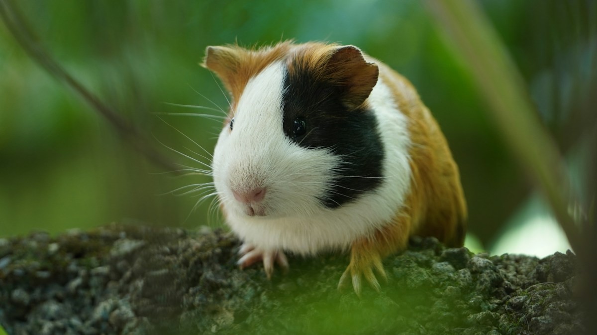 Understanding Guinea Pig Vocalizations - Detailed step-by-step practical implementation overview