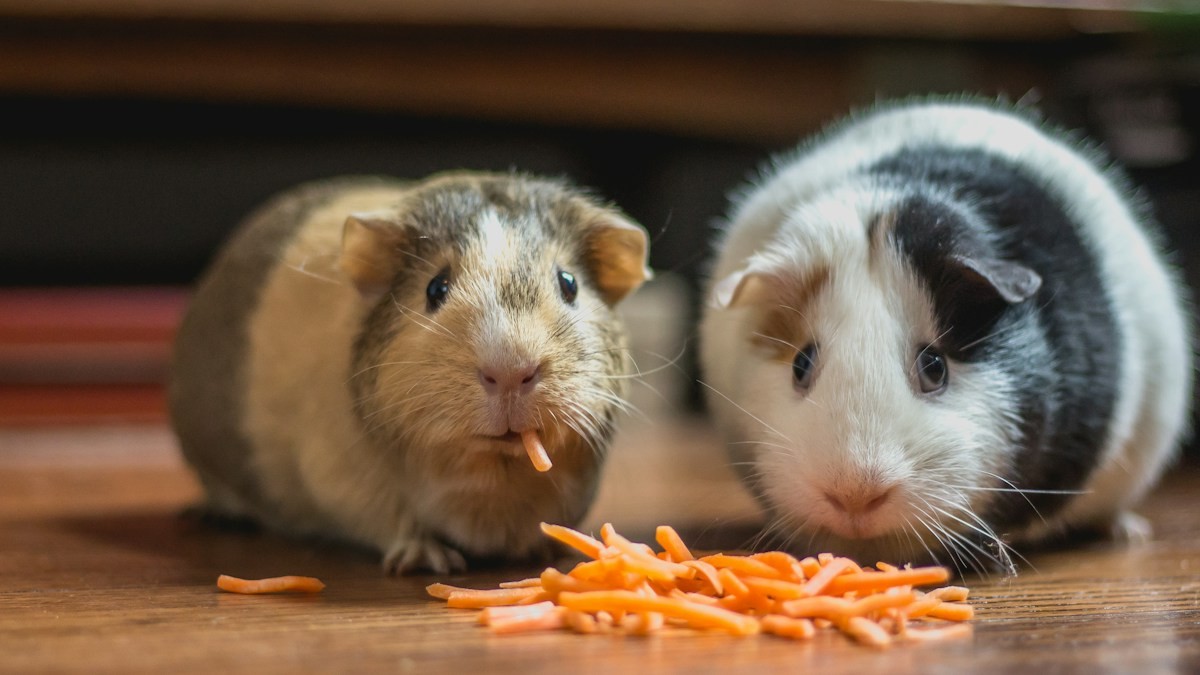 Vitamin C Deficiencies in Guinea Pigs - Detailed step-by-step practical implementation overview